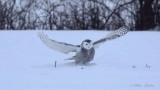 Harfang des neiges_Y3A0994 - Snowy Owl