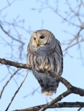 Chouette raye_Y3A1404 - Barred Owl