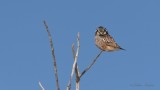 pervire borale_5199 - Northern Hawk Owl