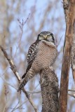 pervire borale_Y3A2615 - Northern Hawk Owl