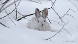 Livre dAmrique_Y3A2672 - Snowshoe Hare 