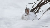Livre dAmrique_Y3A2684 - Snowshoe Hare 