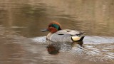 Sarcelle dhiver Y3A4176 - Green-Winged Teal