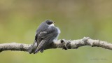 Hirondelle bicolore (juv) Y3A1302 - Tree Swallow young