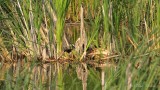 Gallinule dAmrique (nid) Y3A0219 - Common Moorhen (nest)