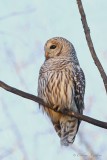 Chouette raye Y3A4573 - Barred Owl
