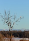 Harfang des neiges Y3A4967 - Snowy Owl 