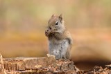 cureuil roux Y3A6980 - Red Squirrel 