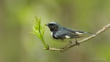 Paruline bleue Y3A8848.jpg