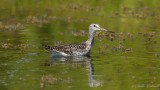 Grand Chevalier Y3A7472 - Greater Yellowlegs