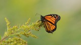 Papillon Monarque Y3A8021 - Monarch