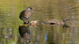 Canard branchu Y3A9233 - Wood Duck