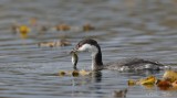 Grbe esclavon Y3A2233 - Horned Grebe