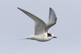 Arctic tern(Sterna paradisaea)
