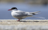 Arctic tern(Sterna paradisaea)