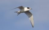 Arctic tern (Sterna paradisaea)
