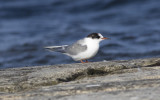 Arctic tern (Sterna paradisaea)
