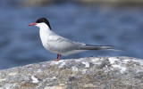 Arctic tern (Sterna paradisaea)