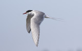 Arctic tern (Sterna paradisaea)