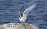 Arctic tern (Sterna paradisaea)