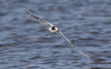 Arctic tern (Sterna paradisaea)