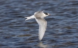 Arctic tern (Sterna paradisaea)