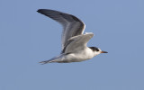 Arctic tern (Sterna paradisaea)