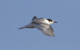 Arctic tern (Sterna paradisaea)