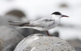 Common tern (Sterna hirundo)