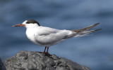 Common tern (Sterna hirundo)