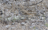 Berthelot's pipit (Anthus berthelotii maderensis)