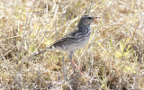 Berthelot's pipit (Anthus berthelotii maderensis)