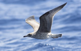 Yellow-legged Gull (Larus michahellis)