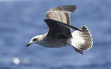 Yellow-legged Gull (Larus michahellis)