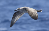 Yellow-legged Gull (Larus michahellis)