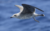 Yellow-legged Gull (Larus michahellis)
