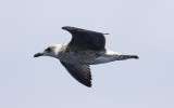 Yellow-legged Gull (Larus michahellis)