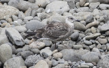 Yellow-legged Gull (Larus michahellis)