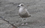 Yellow-legged Gull (Larus michahellis)