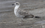 Yellow-legged Gull (Larus michahellis)