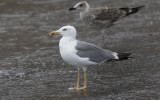 Yellow-legged Gull (Larus michahellis)