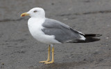 Yellow-legged Gull (Larus michahellis)