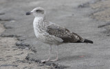 Yellow-legged Gull (Larus michahellis)