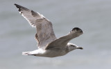 Yellow-legged Gull (Larus michahellis)