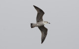 Yellow-legged Gull (Larus michahellis)