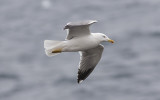 Yellow-legged Gull (Larus michahellis)