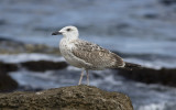 Yellow-legged Gull (Larus michahellis)