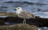 Yellow-legged Gull (Larus michahellis)