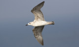 Yellow-legged Gull (Larus michahellis)