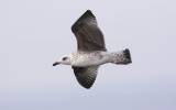 Yellow-legged Gull (Larus michahellis)